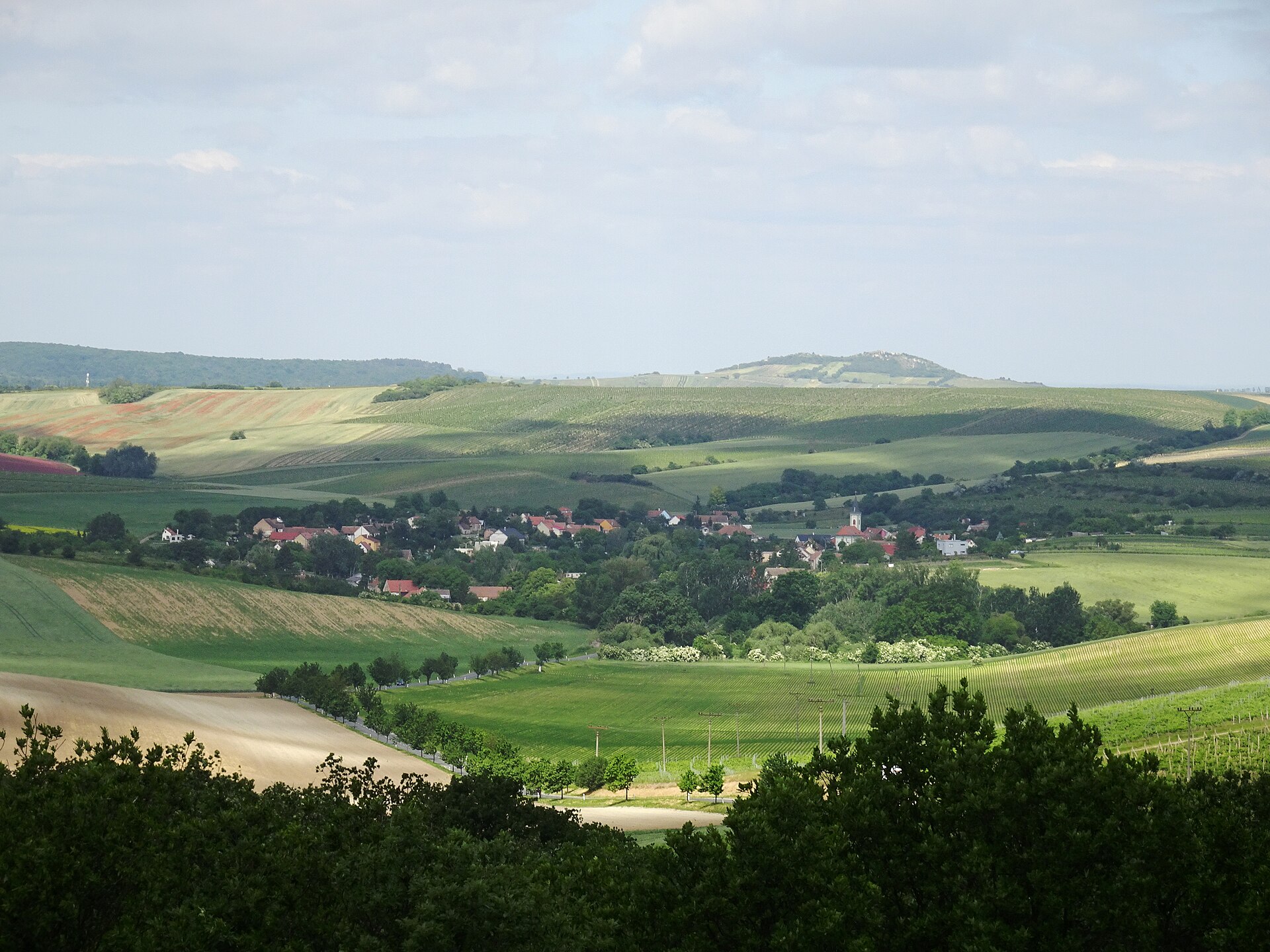 Pohled z Kolonády Rajstna na Úvaly u Valtic — v popředí vinice, za vesnicí Pálava. Foto: Palickap / Wikimedia (CC BY-SA 4.0)